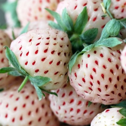 Земляника лесная Ананасная